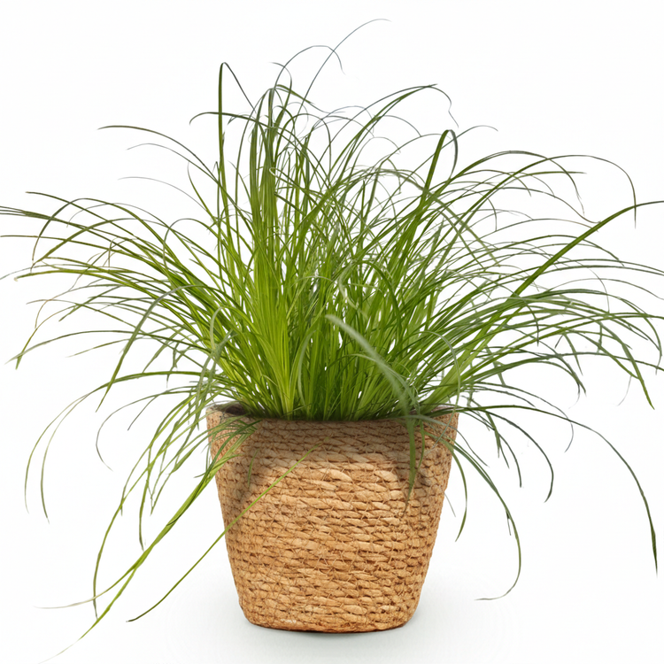 Cyperus : entretien du papyrus d'intérieur, eau et bouture – Plant and ...
