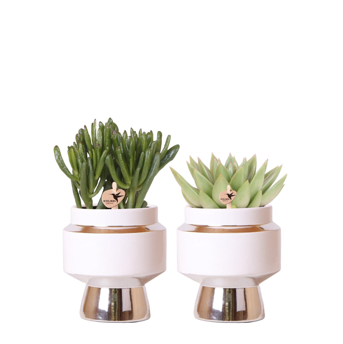 Deux Rhipsalis, cactus épiphytes aux fines tiges vertes retombantes, plantés dans des pots en céramique argentés