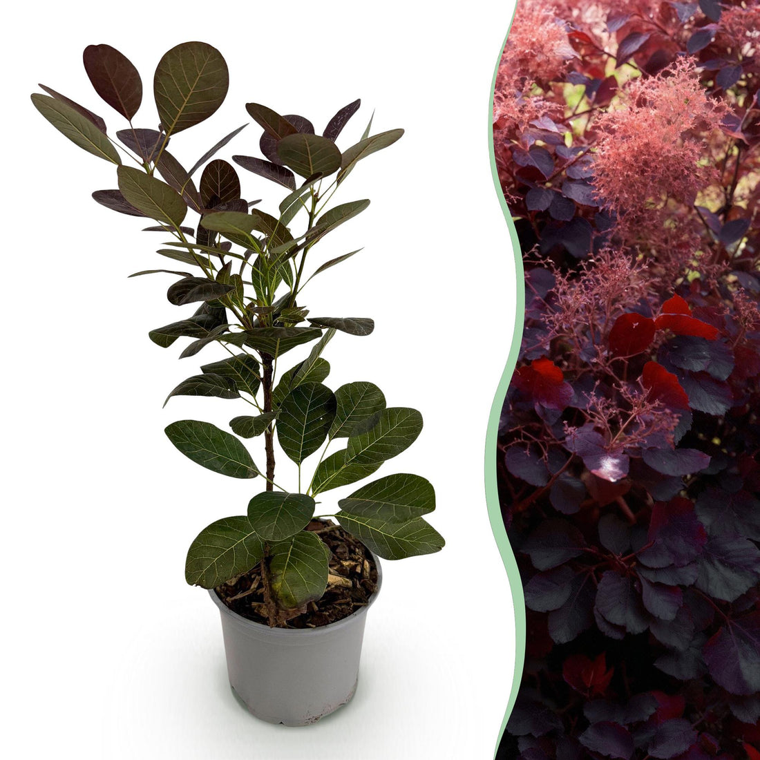 Arbre à perruque 'Royal Purple' (Cotinus coggygria) au feuillage pourpre foncé, arbuste décoratif de plein soleil.