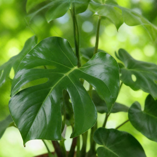 Feuilles de Monstera deliciosa vert brillant, découpées et perforées, en gros plan sur fond de verdure