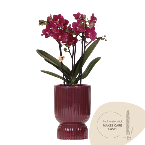 Orchidée Phalaenopsis violette en pleine floraison dans un pot, sur fond clair.