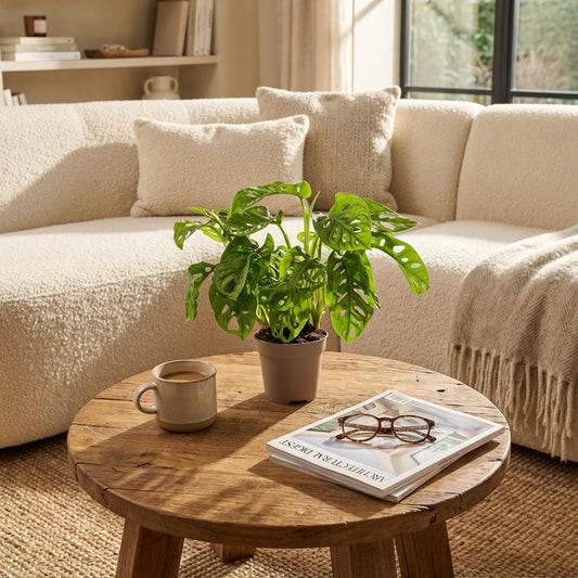 Monstera adansonii aux feuilles perforées dans un pot beige, sur une table basse en bois d'un salon cosy