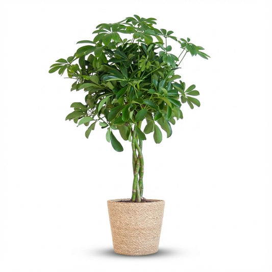 Schefflera arboricola 'Arab Nora' en pot de 21 cm, environ 70 cm de haut, au feuillage palmé vert brillant en ombrelle