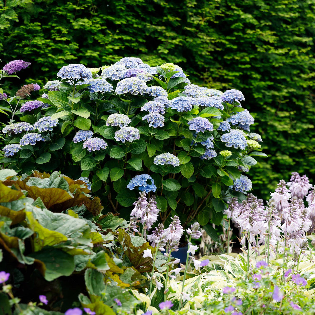 Hortensia (Hydrangea) : le guide complet de culture et d'entretien - Plant and Stories