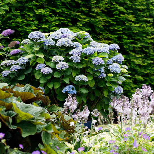 Hortensia (Hydrangea) : le guide complet de culture et d'entretien - Plant and Stories