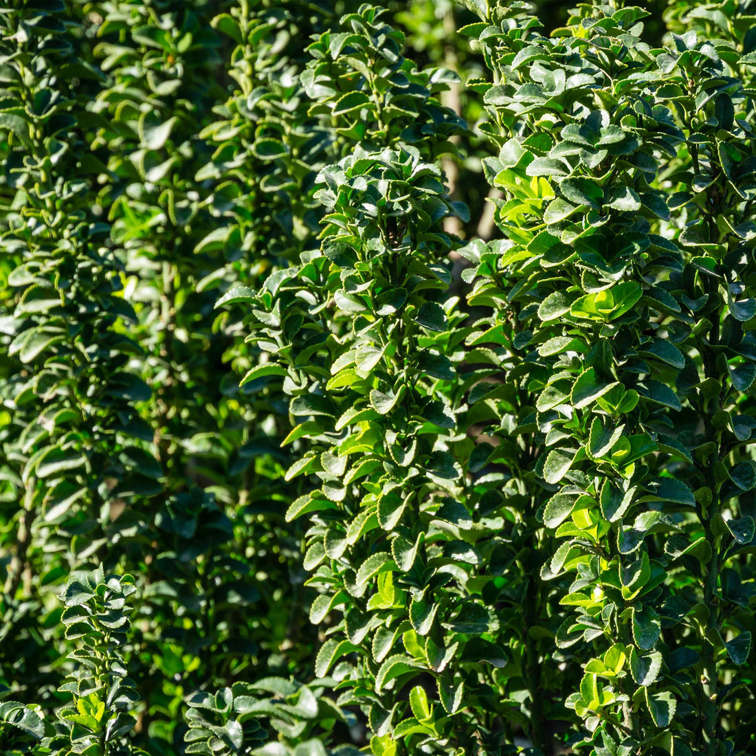 Fusain (Euonymus) : le guide complet de la haie persistante lumineuse - Plant and Stories