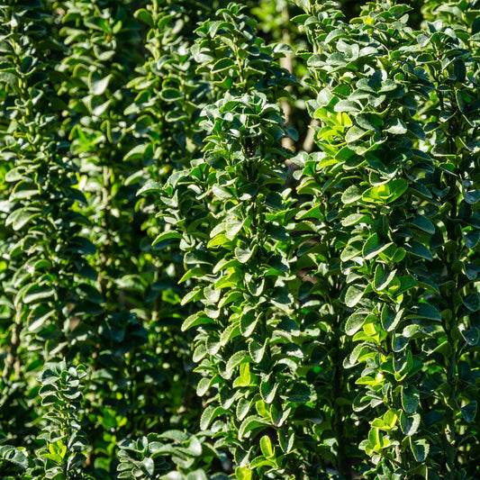 Fusain (Euonymus) : le guide complet de la haie persistante lumineuse - Plant and Stories