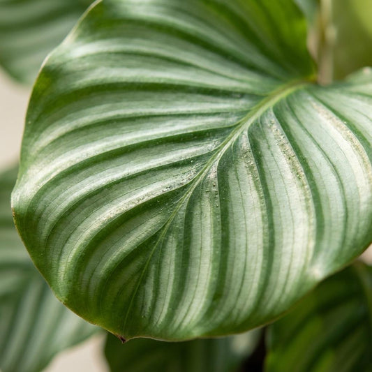 Feuille arrondie de Calathea orbifolia rayée de vert argenté, plante d'intérieur non toxique pour les animaux