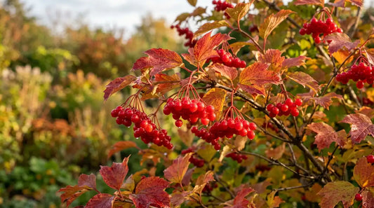 Viorne obier (Viburnum opulus) en automne, grappes de baies rouges brillantes et feuillage lobé rouge orangé au jardin