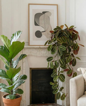 Grandes plantes d'intérieur : ficus lyrata et feuillage retombant près d'une cheminée