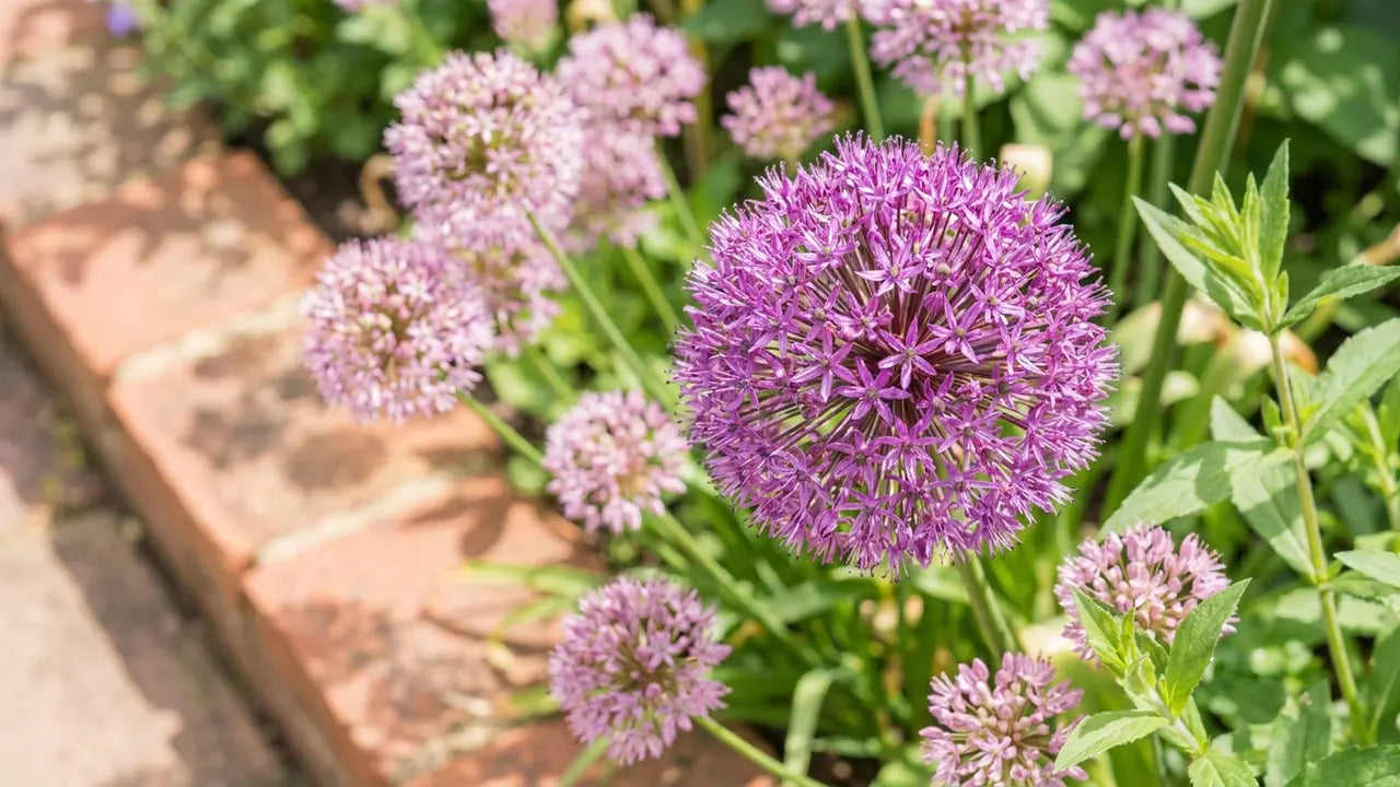 Gros plan sur un magnifique allium violet vif, en contraste avec des briques rouges et un feuillage vert clair