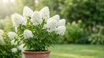 Superbes arbustes fleuris d'hortensias blancs en pot d'argile sous un soleil doux, feuillage vert profond