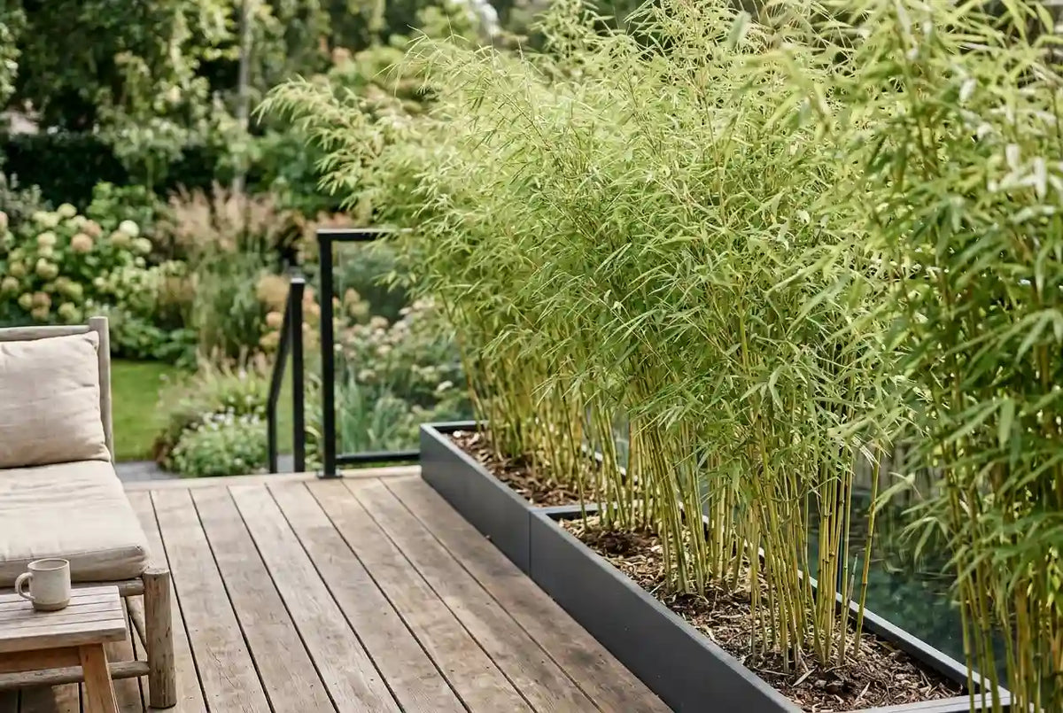 Bambou Fargesia non traçant formant un brise-vue dense et léger sur une terrasse de jardin contemporain.