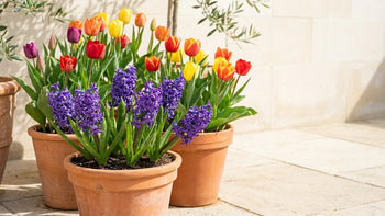 Plusieurs bulbes à fleurs colorés, des jacinthes violettes et des tulipes aux teintes vives en pot de terre cuite
