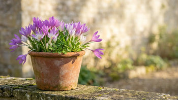De nombreux crocus à fleurs violettes et blanches et bulbes à planter à l'automne dans un pot en terre cuite