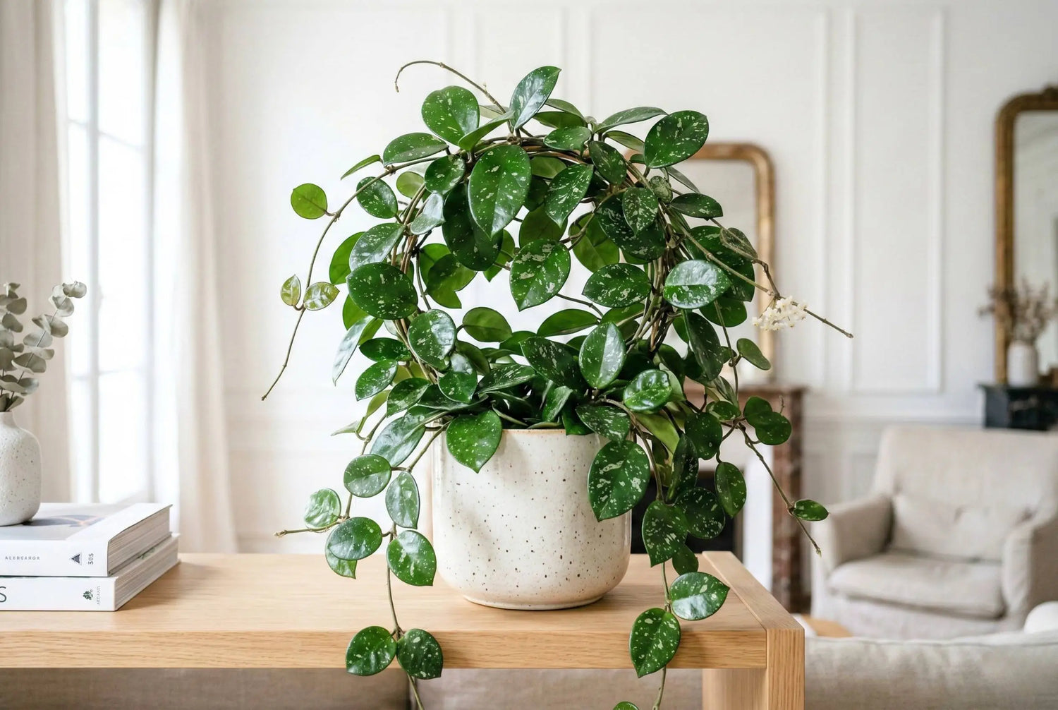 Cactus et succulentes - plantandstories