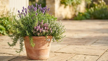Compositions prêtes à planter - Plant and Stories