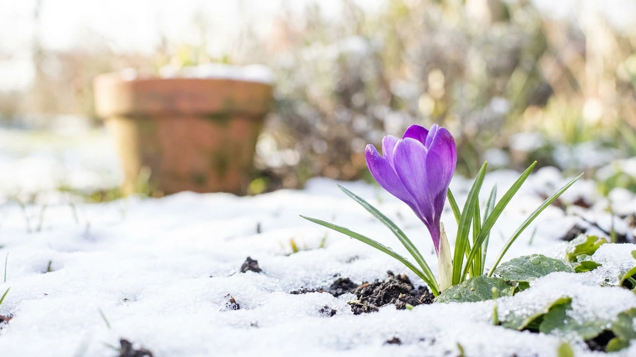 Crocus violet éclatant et son feuillage vert naissant émergeant d'une légère couche de neige fraiche