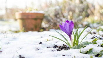 Crocus violet éclatant et son feuillage vert naissant émergeant d'une légère couche de neige fraiche