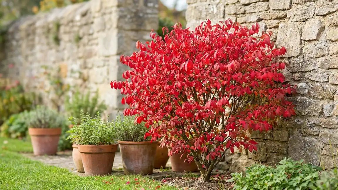 Fusain (Euonymus) - Plant and Stories