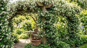 Jasmin - Plant and Stories