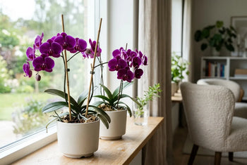 Orchidées violettes Phalaenopsis en fleurs tuteurées, dans des pots blancs sur un rebord de fenêtre lumineux d'un intérieur cosy.