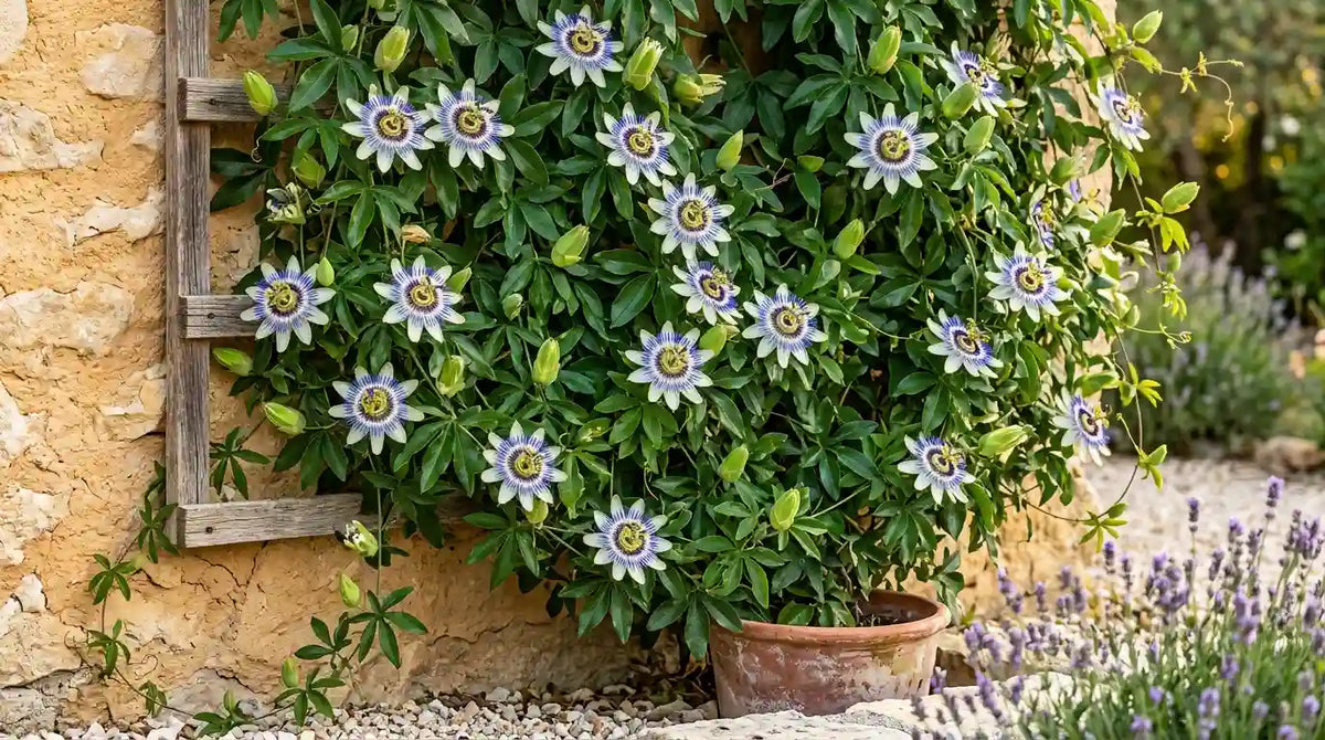 Passiflore bleue (Passiflora caerulea) en fleurs grimpant sur un treillis en bois contre un mur en pierre, en pot dans un jardin ensoleillé