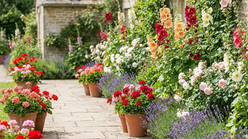 Chemin pavé entouré de potées de géraniums rouges et roses, lavande et grandes fleurs colorées dans un jardin