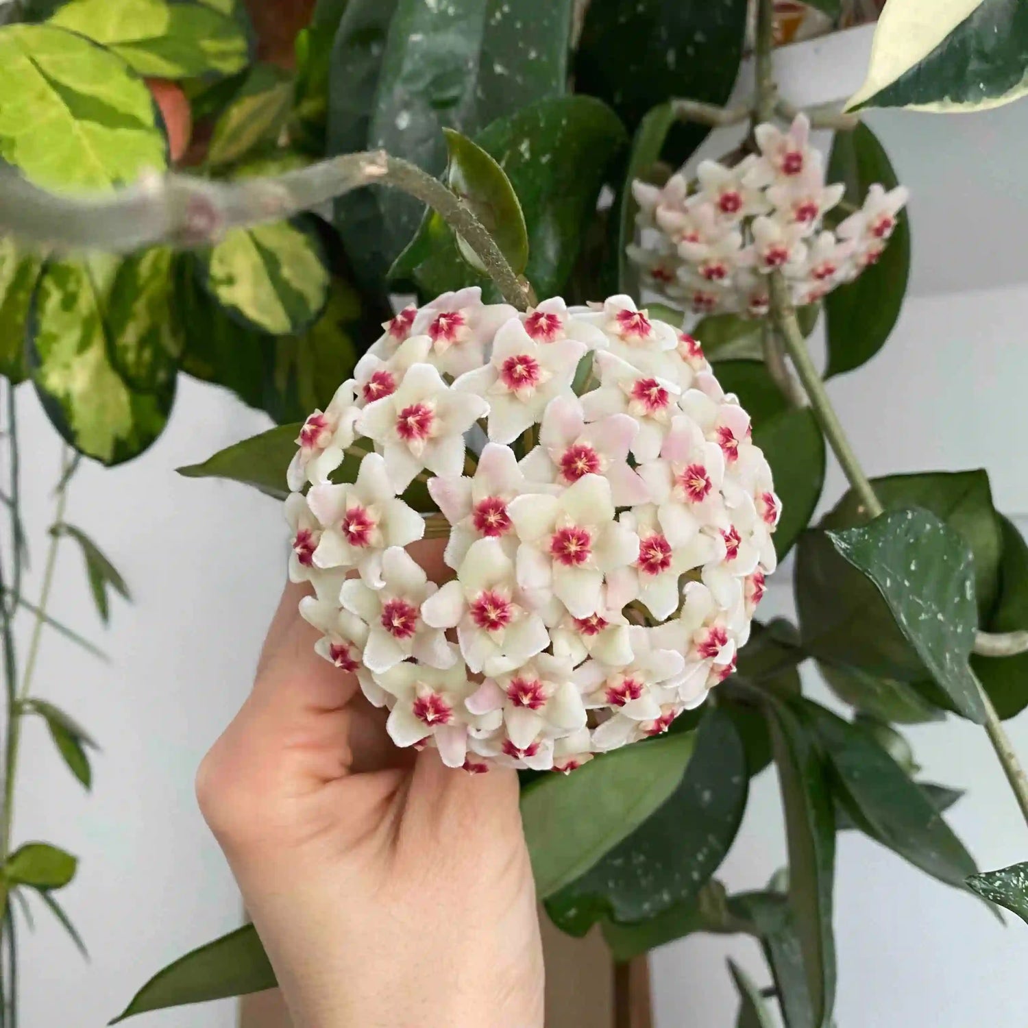Plantes fleuries - plantandstories