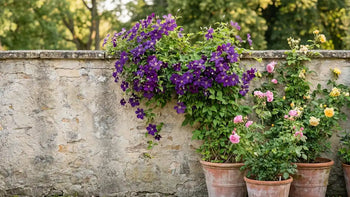 Un mur en pierre avec des plantes grimpantes aux fleurs violettes, roses et jaunes dans des pots en terre cuite