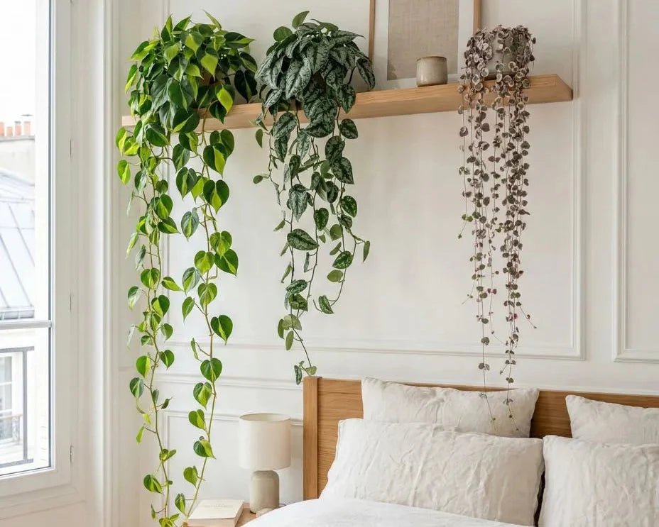 Quelles plantes pour ma chambre ? - plantandstories