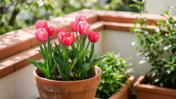 Pot en terre cuite rempli de tulipes roses lumineuses avec leur feuillage vert vif sur un balcon ensoleillé