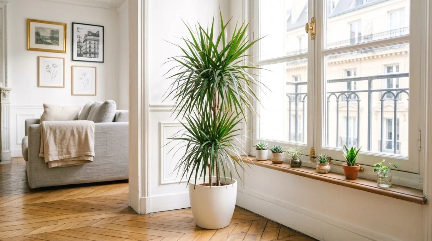 Dracaena - plantandstories