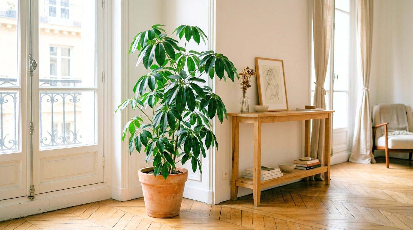 Schefflera - plantandstories