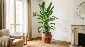 Plantes XXL - plantandstories