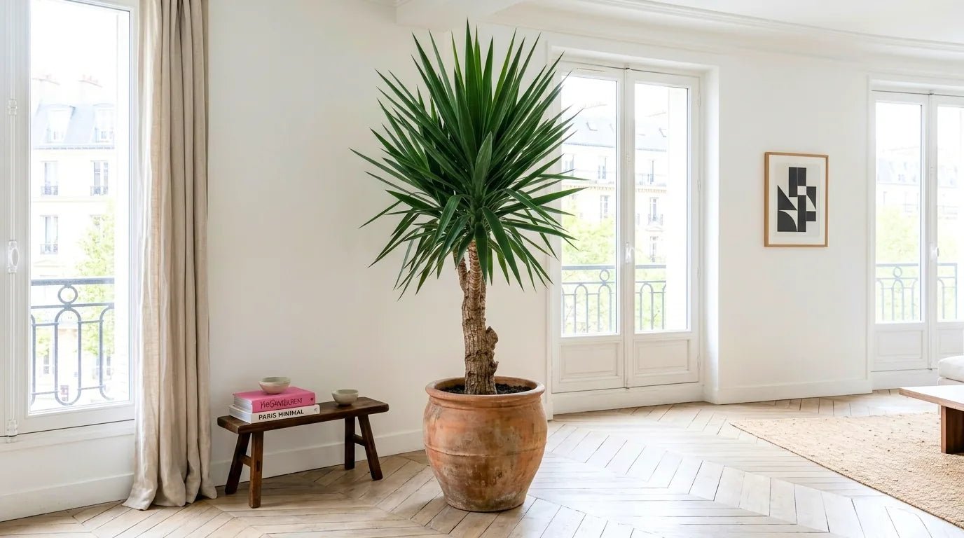 Yucca - plantandstories