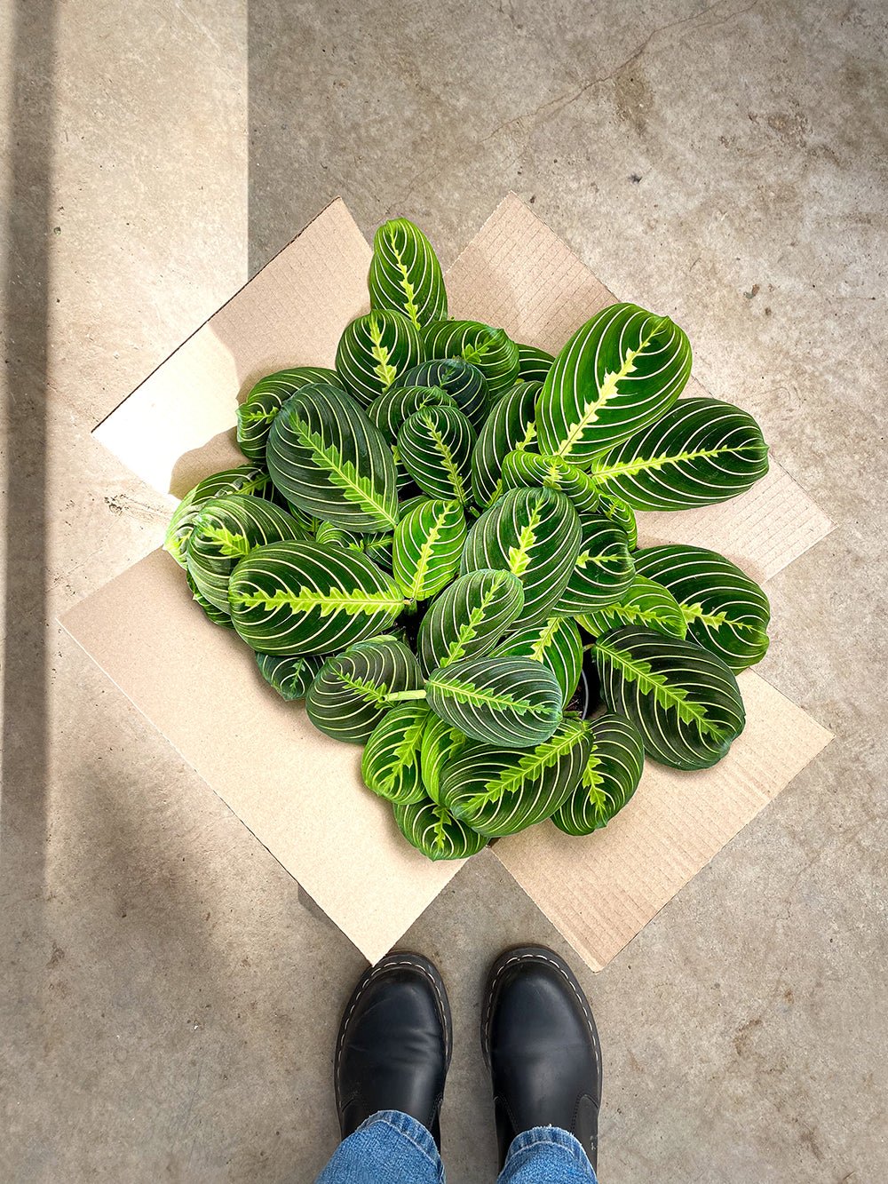 Box surprises / Coffrets surprise - plantandstories