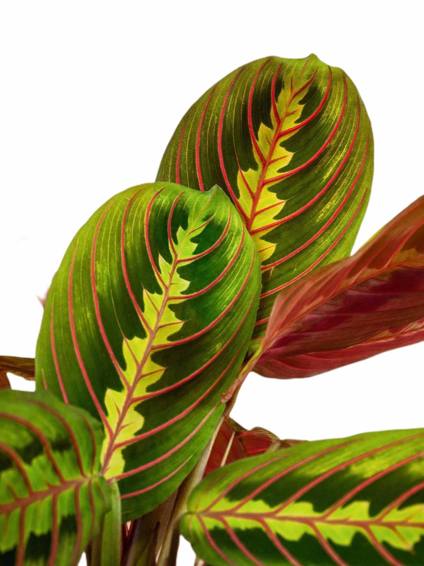 Maranta Leuconeura Fascinator