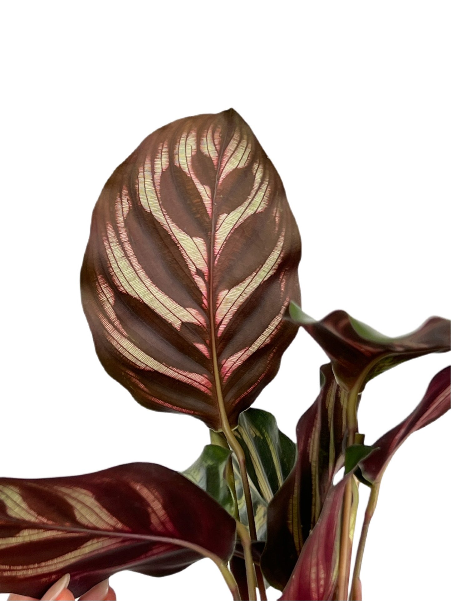 Calathea Makoyana