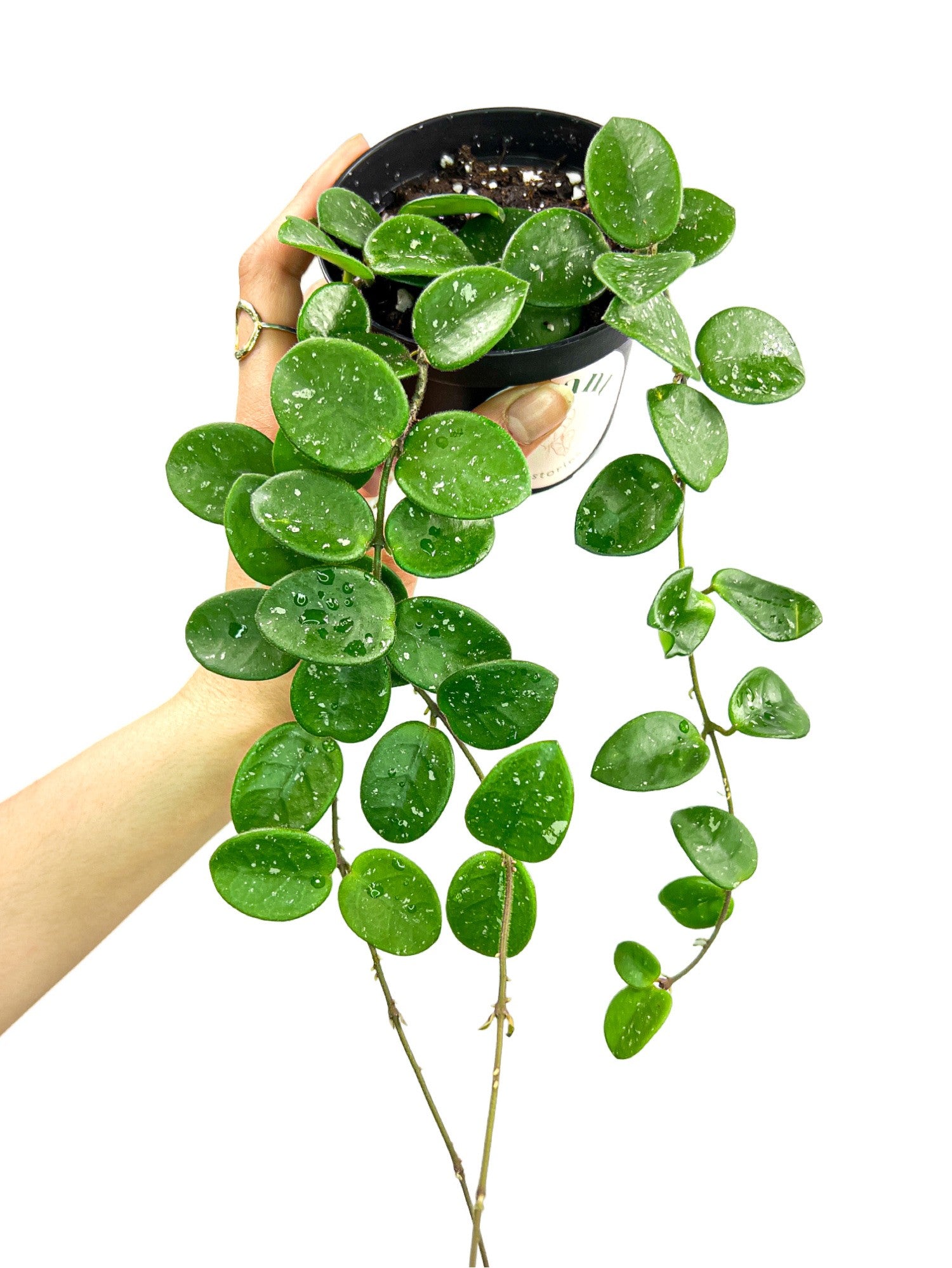 Un Hoya Mathilde avec un feuillage vert tacheté de blanc, de fines tiges retombantes, dans un pot noir