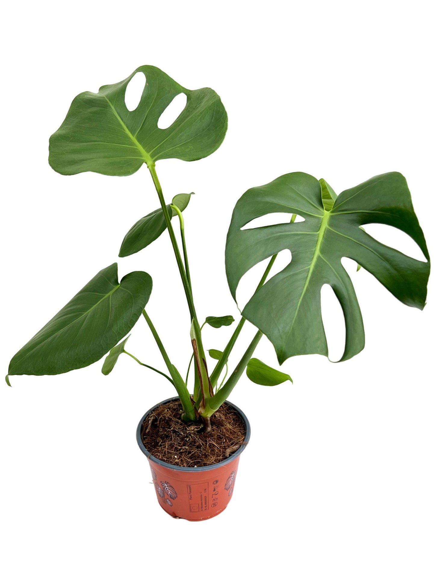 Monstera Deliciosa