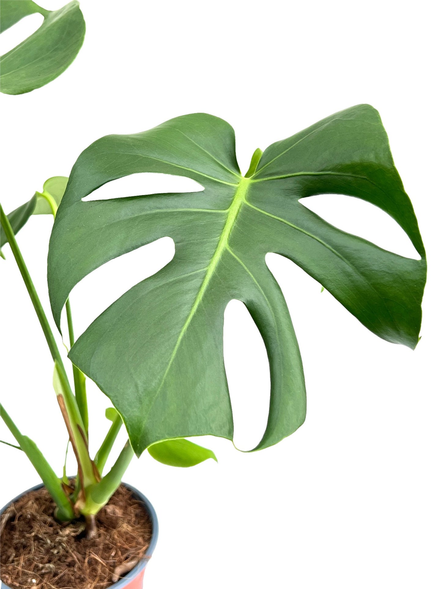 Monstera Deliciosa
