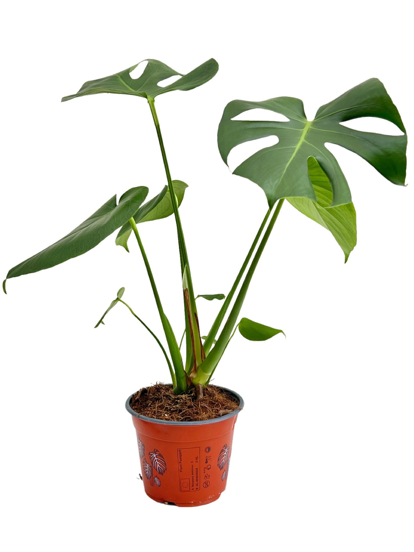 Monstera Deliciosa