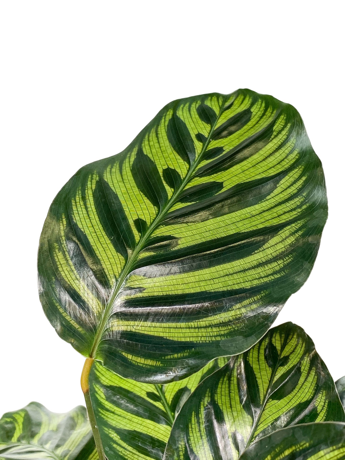 Calathea Makoyana