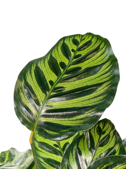 Calathea Makoyana