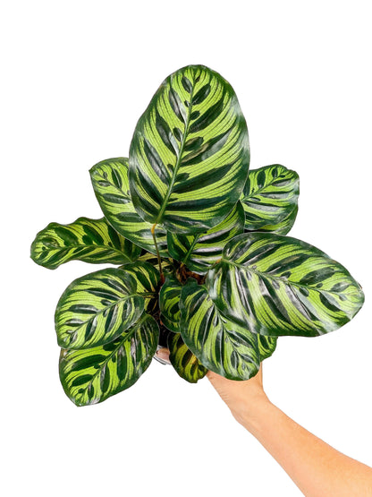 Calathea Makoyana