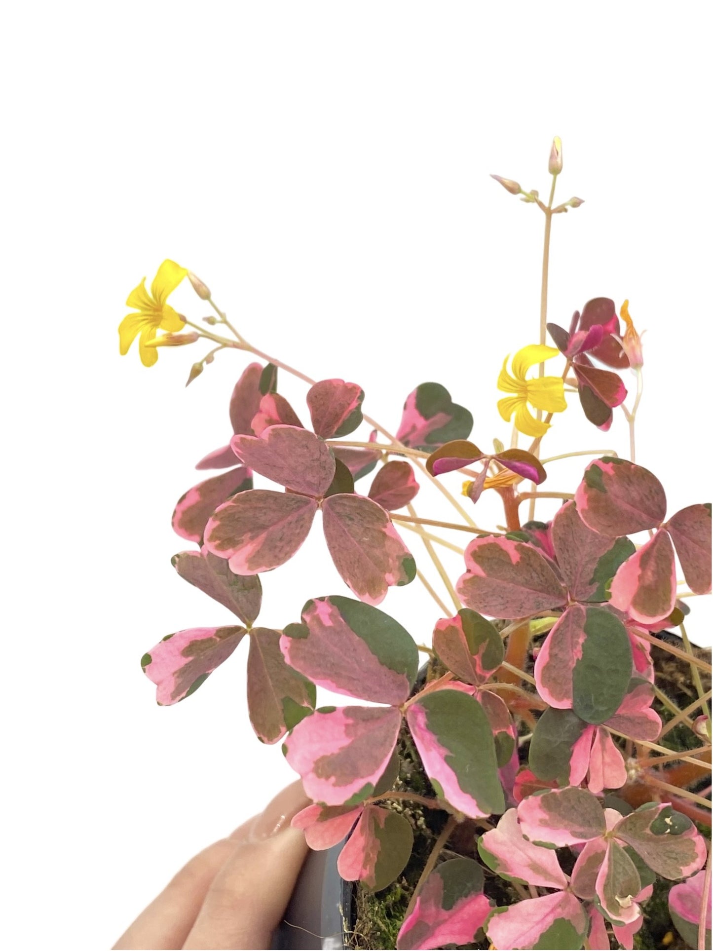 Oxalis Vulcanicola Plum Crazy