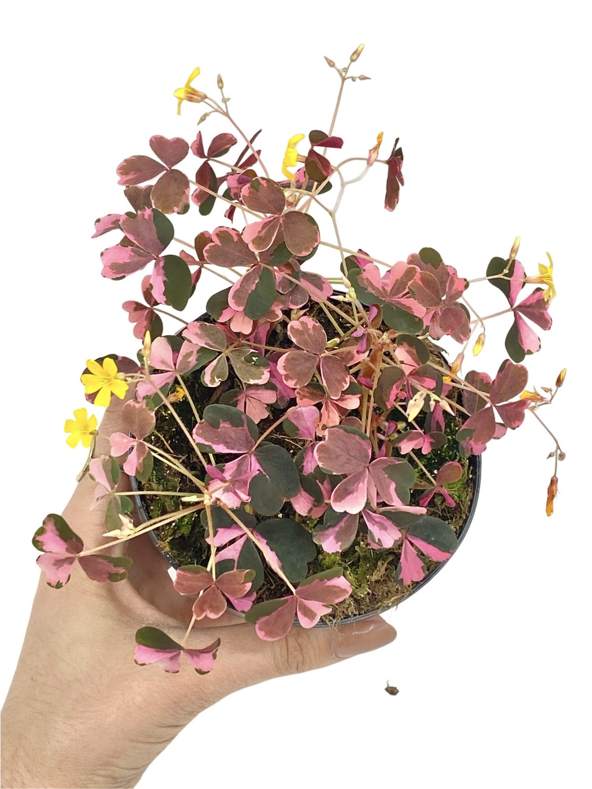 Un Oxalis Vulcanicola Plum Crazy avec des feuilles bicolores rose pâle et vert foncé, sur un terreau parsemé de mousse