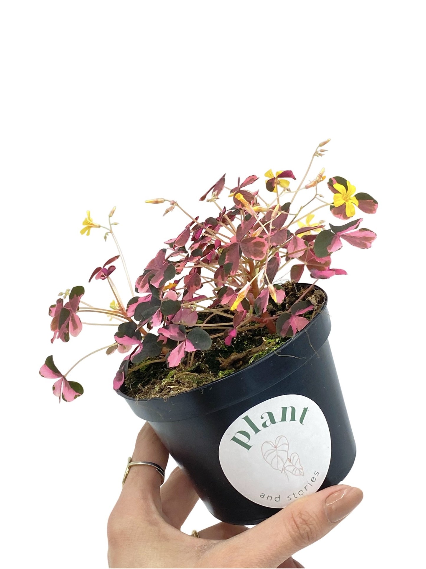 Oxalis Vulcanicola Plum Crazy
