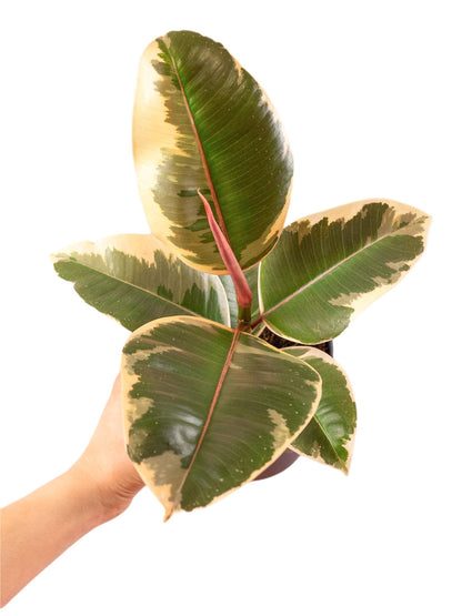 Ficus Elastica Tineke